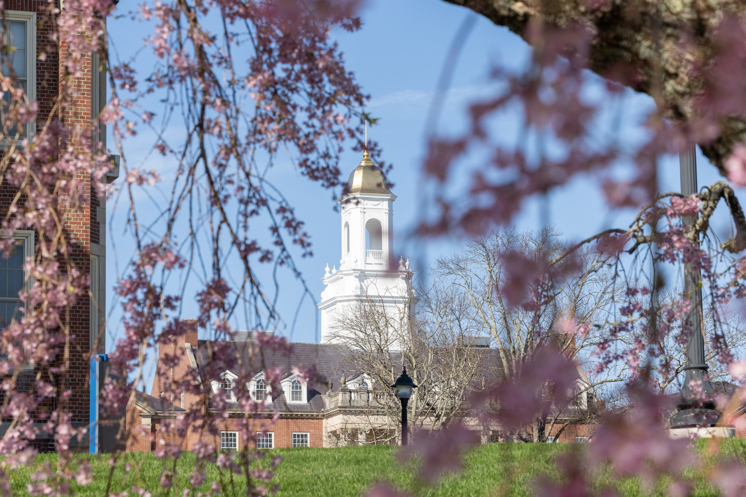 A tree blooms near Wilbur Cross on Wednesday, APril 23, 2025. (Sydney Herdle/UConn Photo)