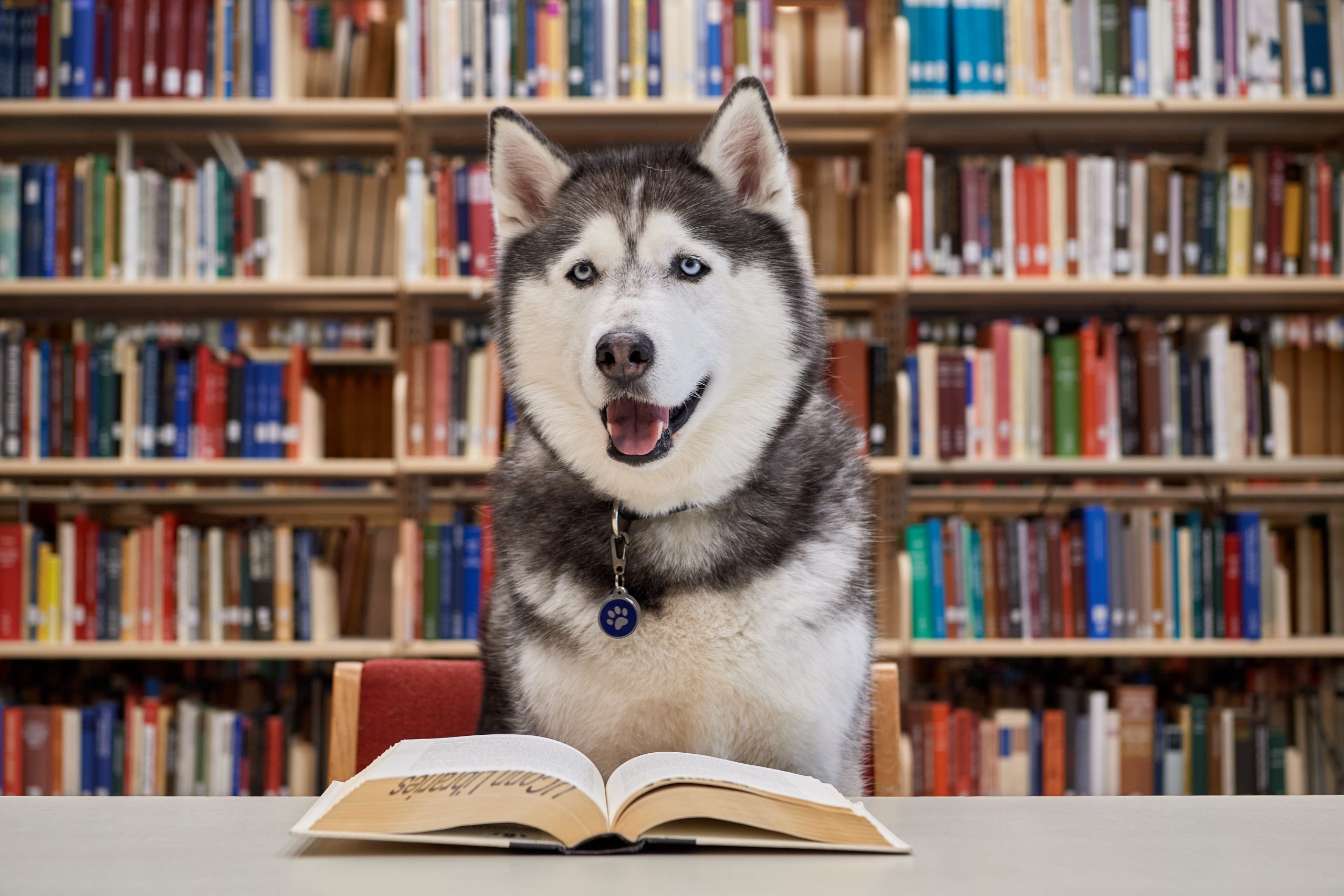 Jonathan XIV reads a book at the Homer Babbidge Library on May 19, 2020. (Peter Morenus/UConn Photo)