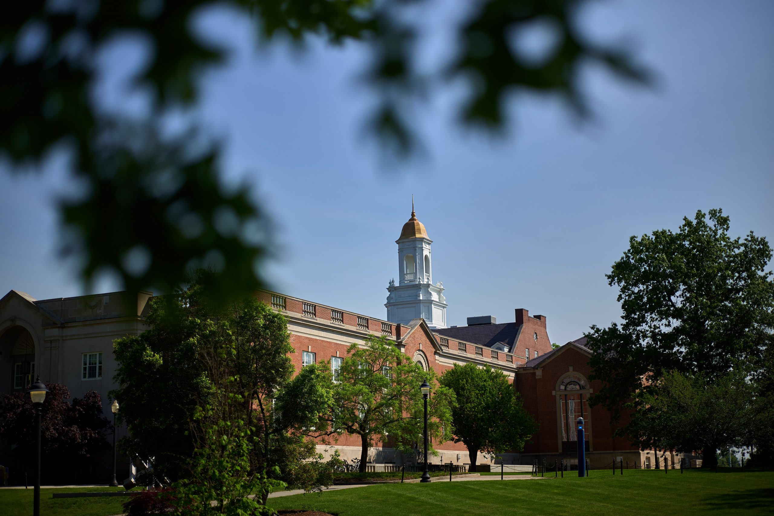 Oak leaves and the Wilbur Cross Building on May 31, 2019. (Peter Morenus/UConn Photo)