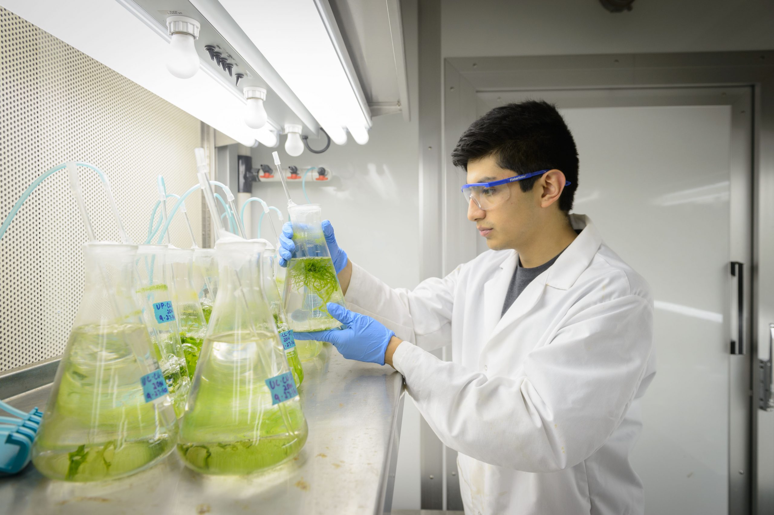 StamLab161019a183.jpg A student looks at kelp in a growth chamber at the Yarish lab at the Stamford campus on Oct. 19, 2016. (Peter Morenus/UConn Photo)